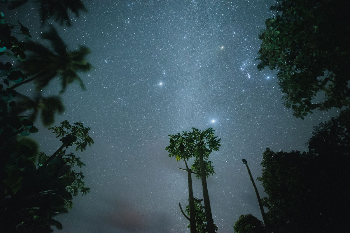 long exposure of papaya trees in Pahoa Hawaii