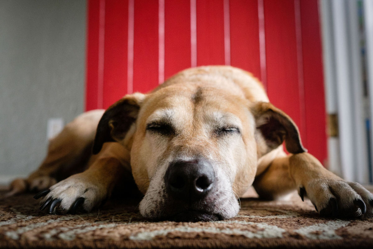 dog family photography