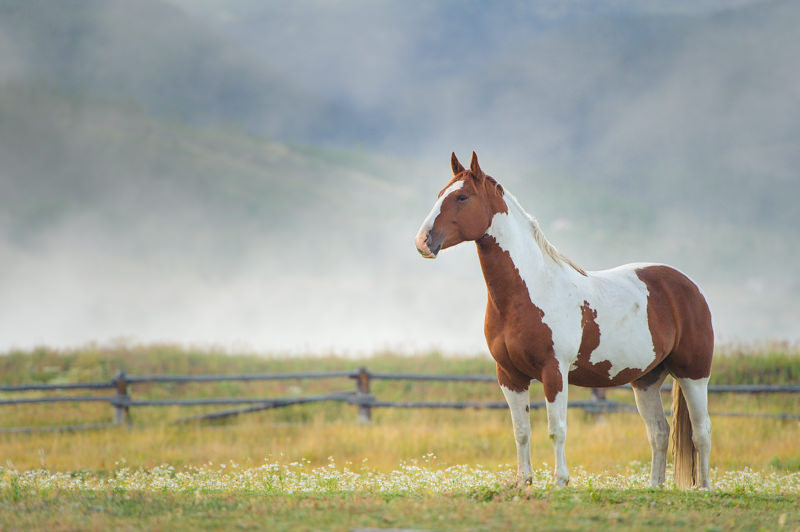 devils thumb ranch horse at sunrise