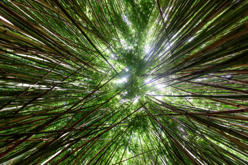 bamboo forest maui