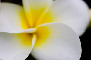 Hawaii Plumeria macro close up